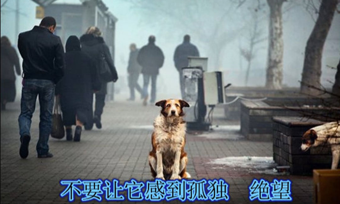 西青西青爱影圈微博微信转发案例